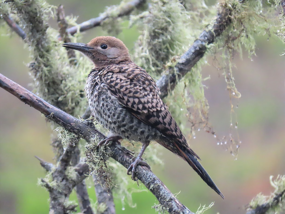 Northern Flicker (Red-shafted) - ML350741721