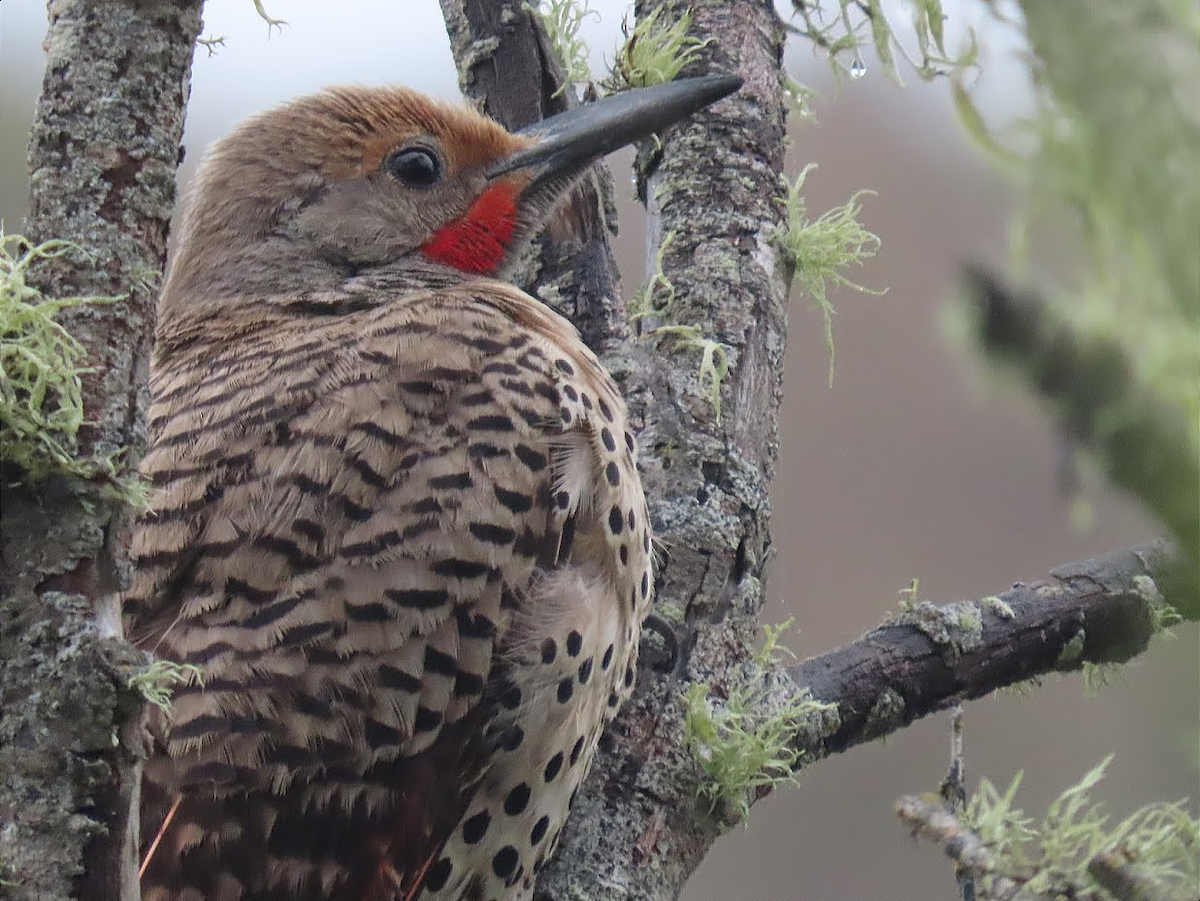 Northern Flicker (Red-shafted) - Long-eared Owl