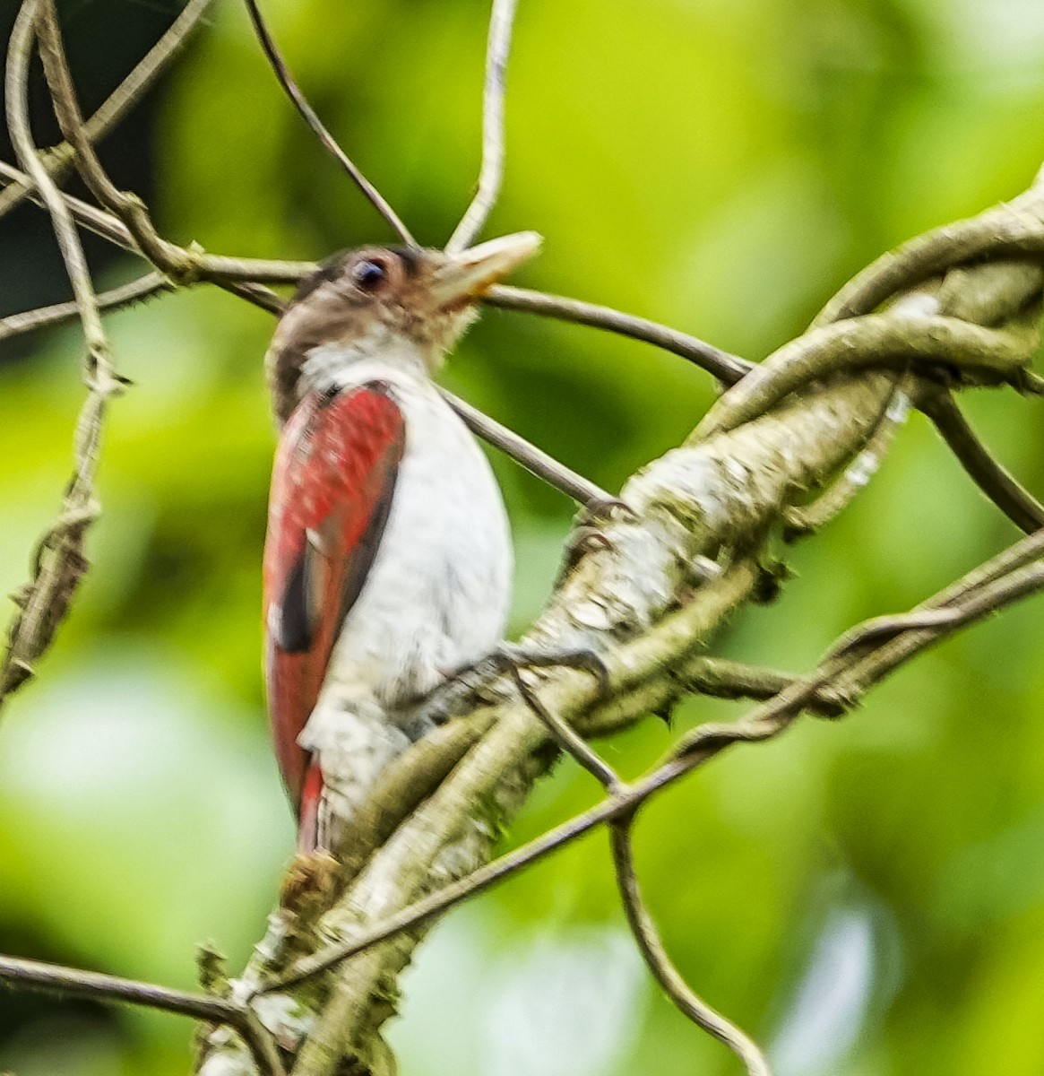 Scarlet-backed Woodpecker - Janet Loveland