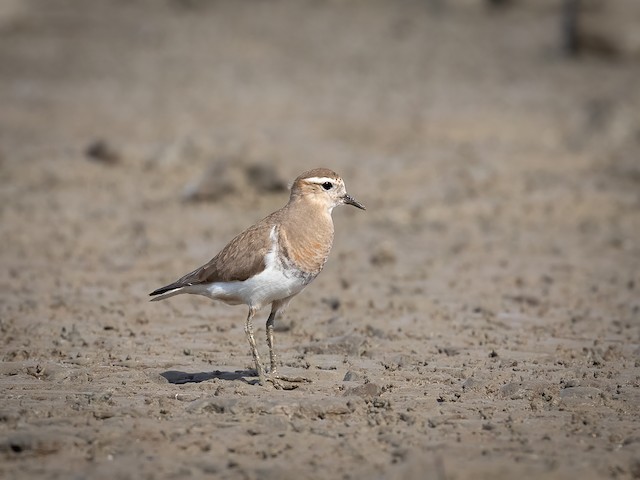 Rufous-chested Dotterel