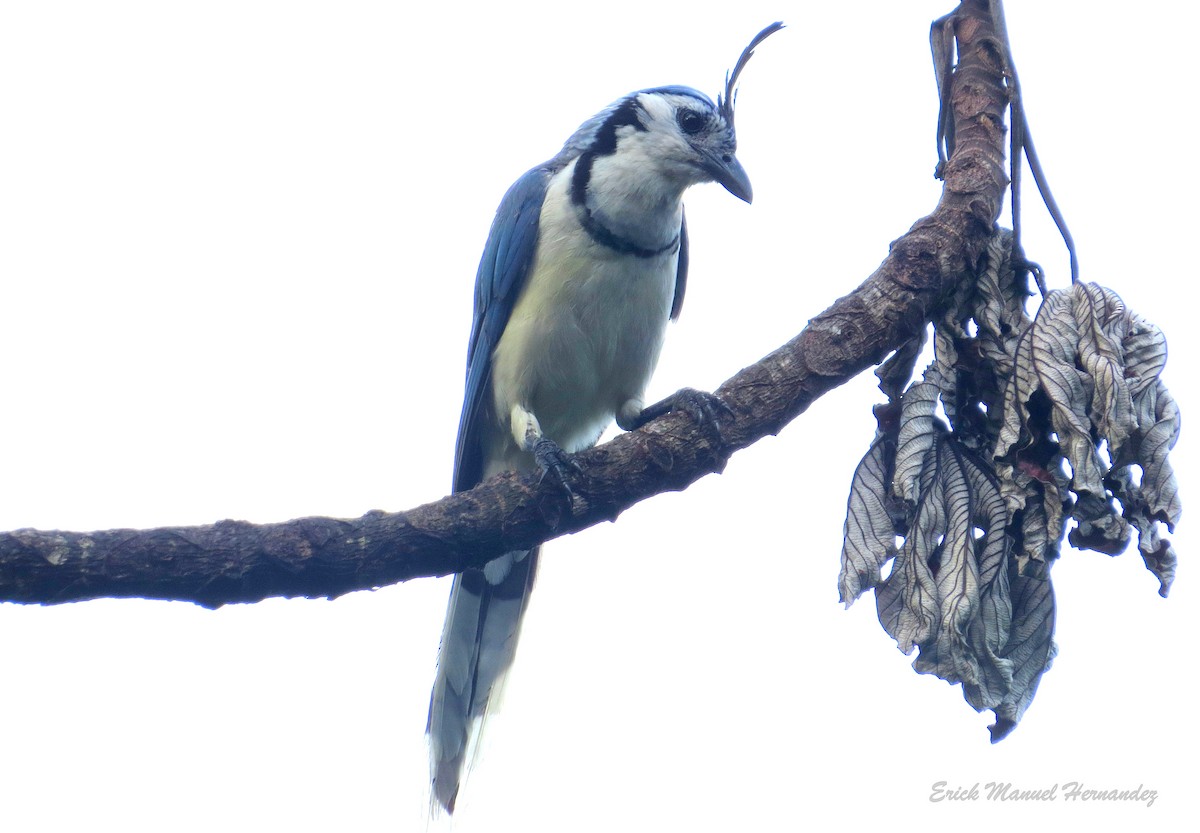 White-throated Magpie-Jay - ML350749871
