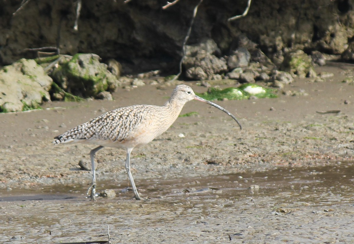 Long-billed Curlew - ML35075521