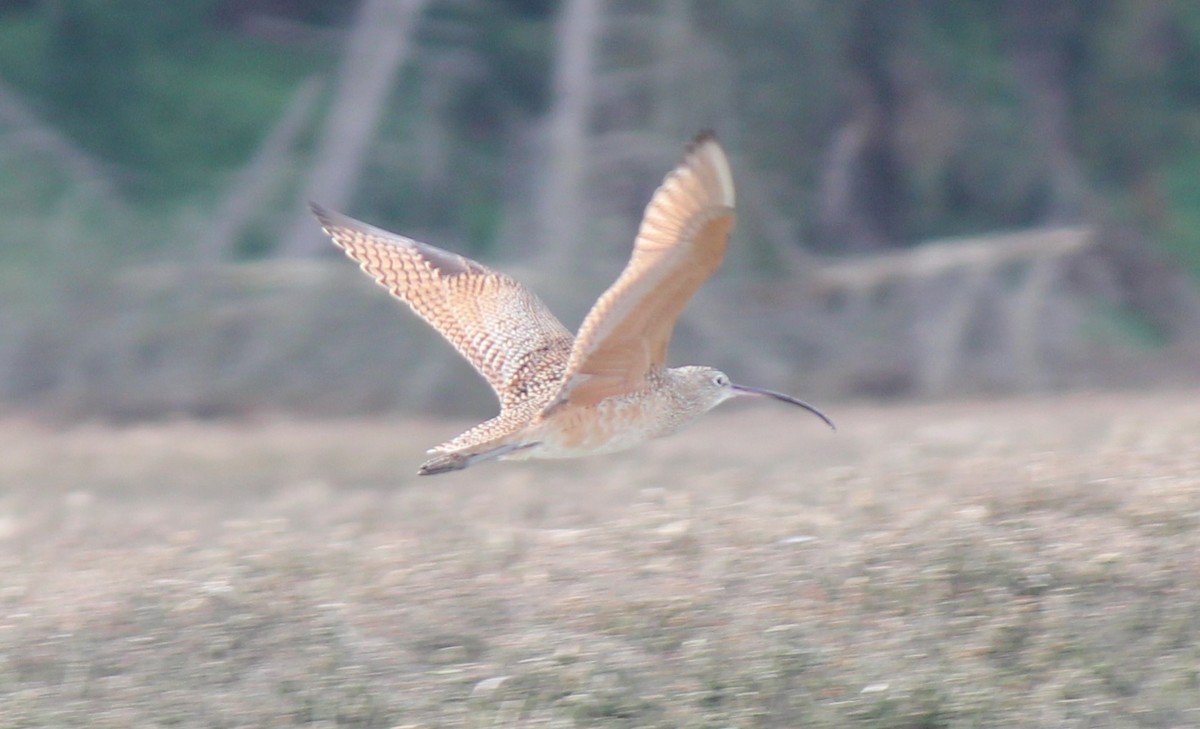 Long-billed Curlew - ML35075561