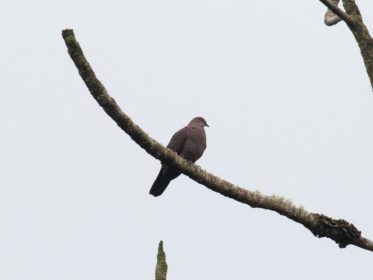 Plumbeous Pigeon - matthew sabatine