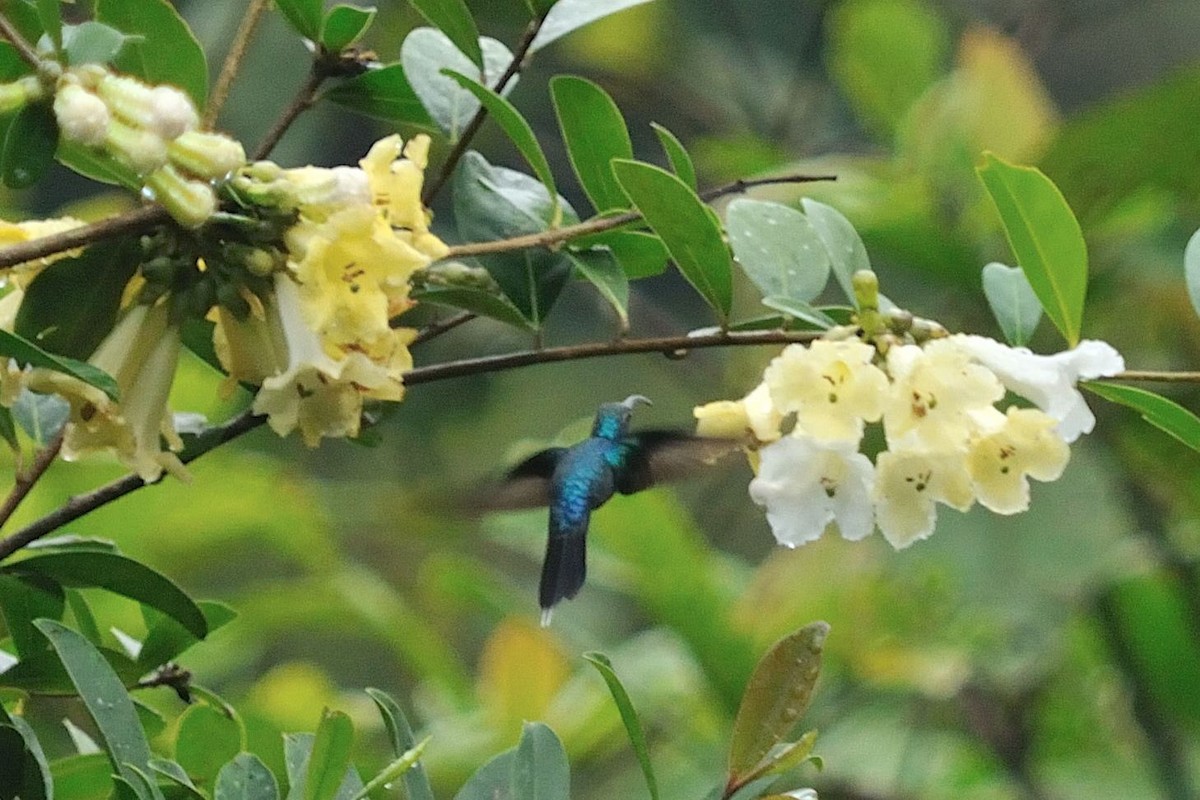 kolibřík šedobřichý - ML35077111