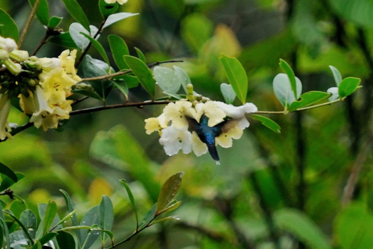 kolibřík šedobřichý - ML35077121