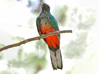 ミミキヌバネドリ - eBird