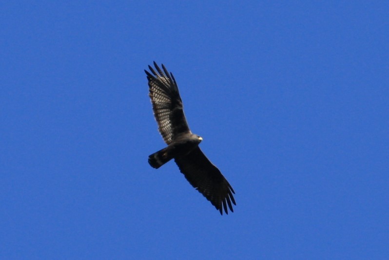 Zone-tailed Hawk - ML350773601