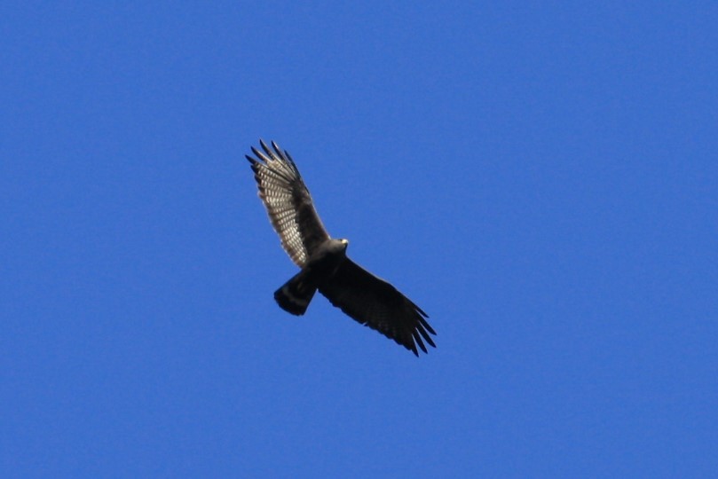Zone-tailed Hawk - ML350773621