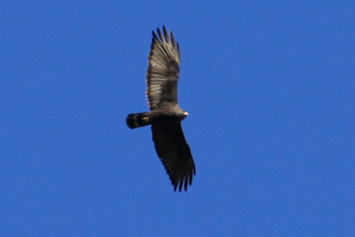 Zone-tailed Hawk - ML350773631