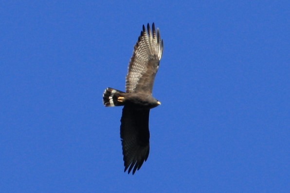 Zone-tailed Hawk - ML350773661