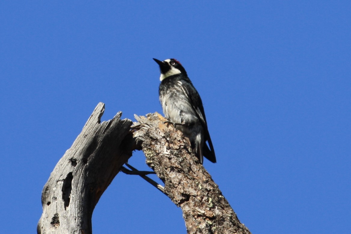 Acorn Woodpecker - ML350773811