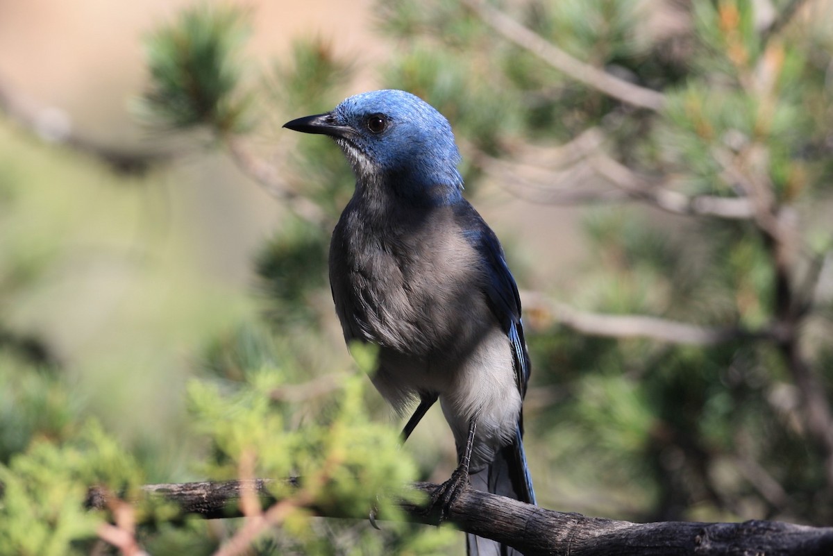 Mexican Jay - ML350774561
