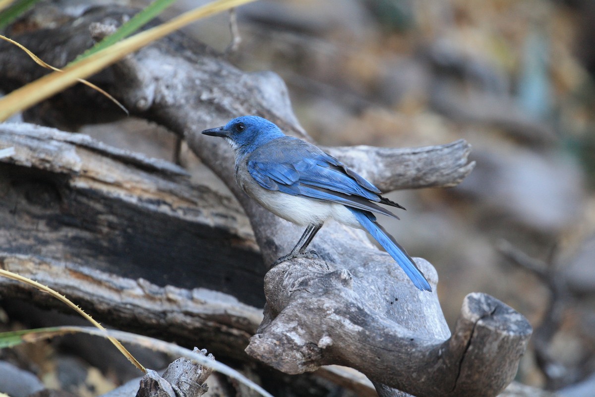 Mexican Jay - ML350774611