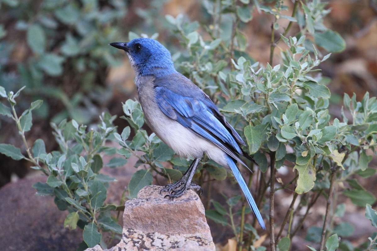 Mexican Jay - ML350774621