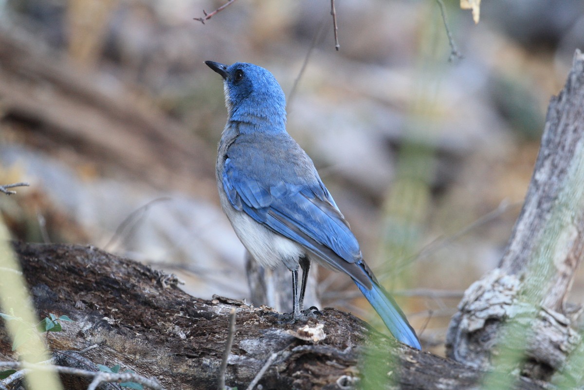 Mexican Jay - ML350774631