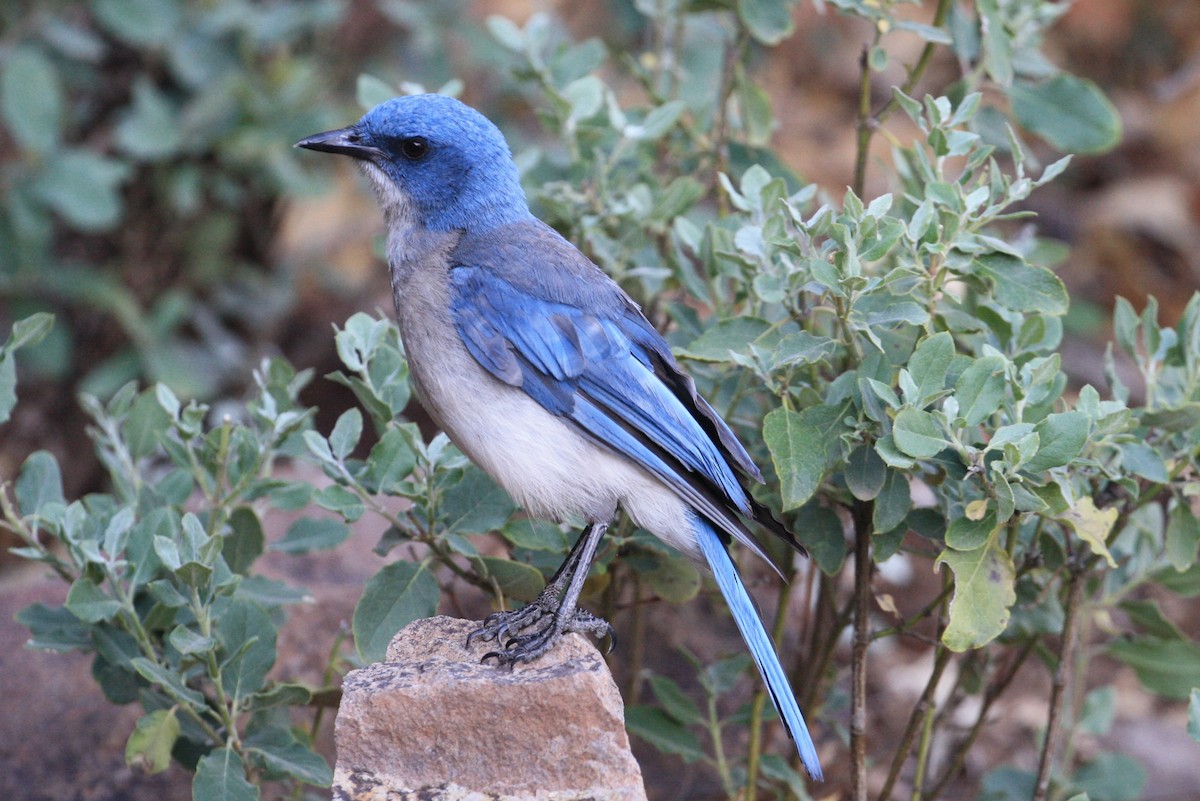 Mexican Jay - ML350774651