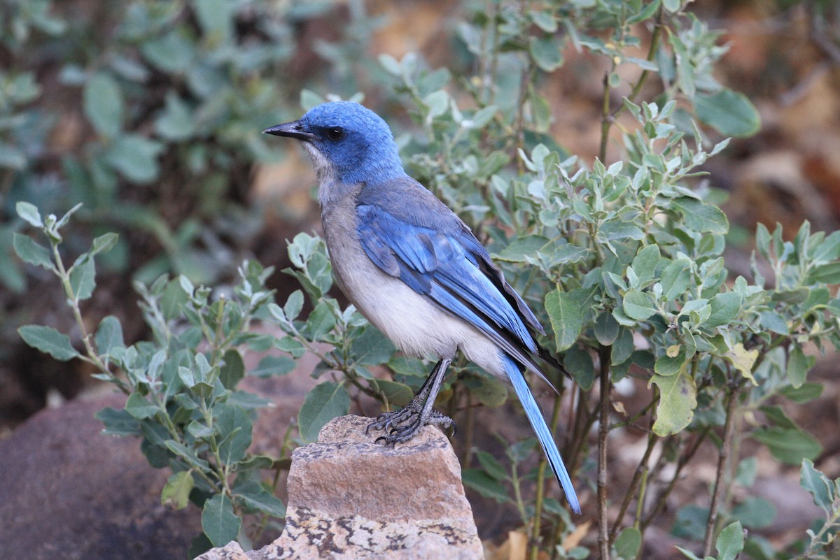 Mexican Jay - ML350774661