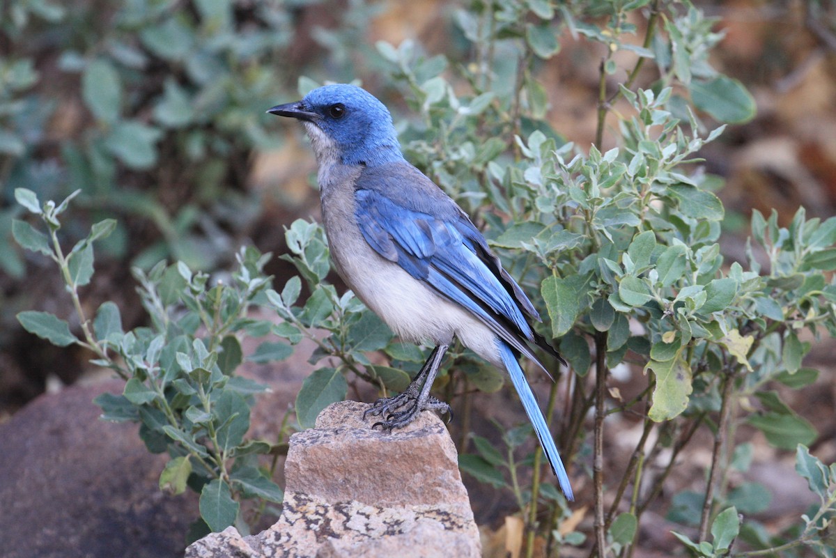 Mexican Jay - ML350774671