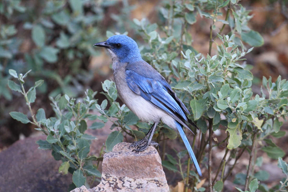 Mexican Jay - ML350774751