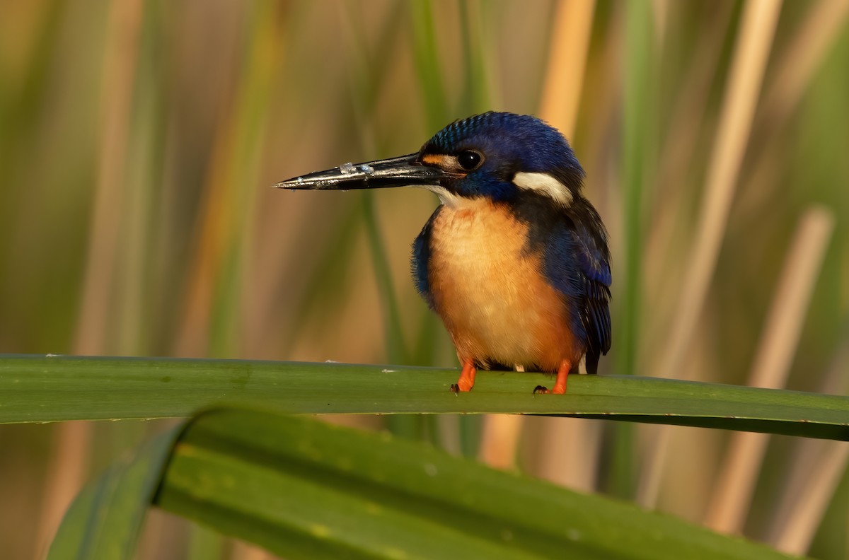Azure Kingfisher - David Ongley