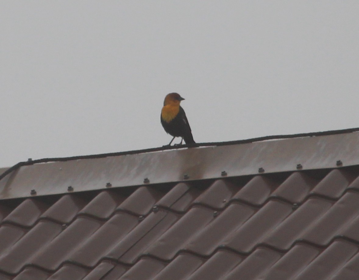 Yellow-headed Blackbird - ML35077821