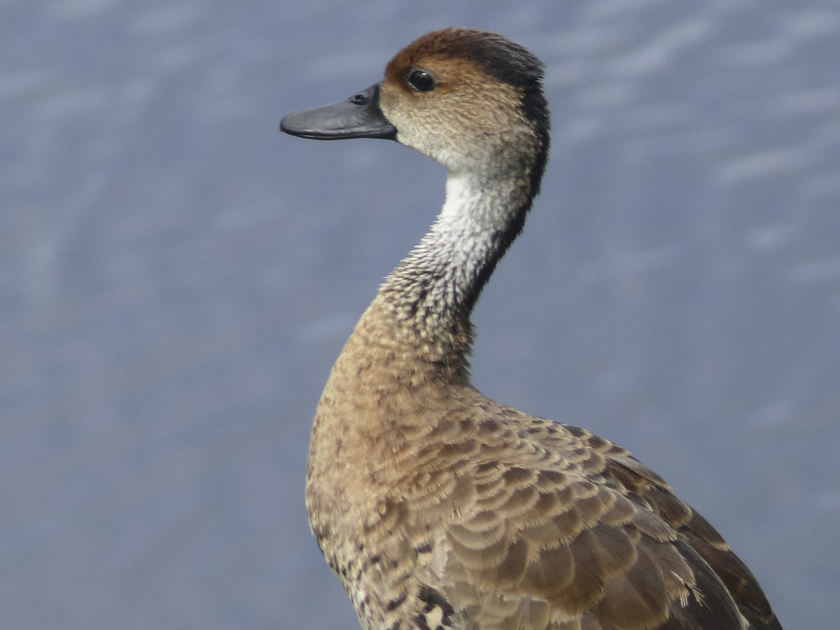 West Indian Whistling-Duck - ML350778701