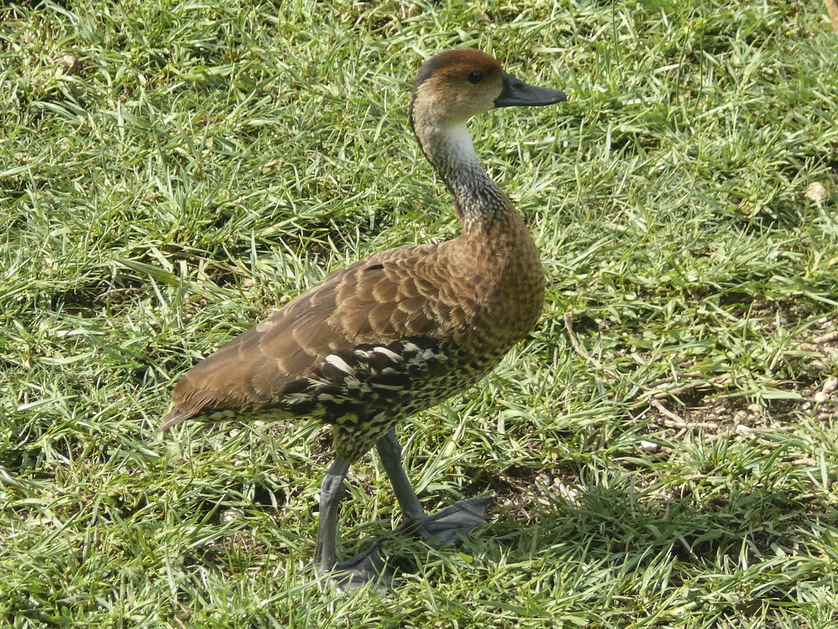 West Indian Whistling-Duck - ML350778731