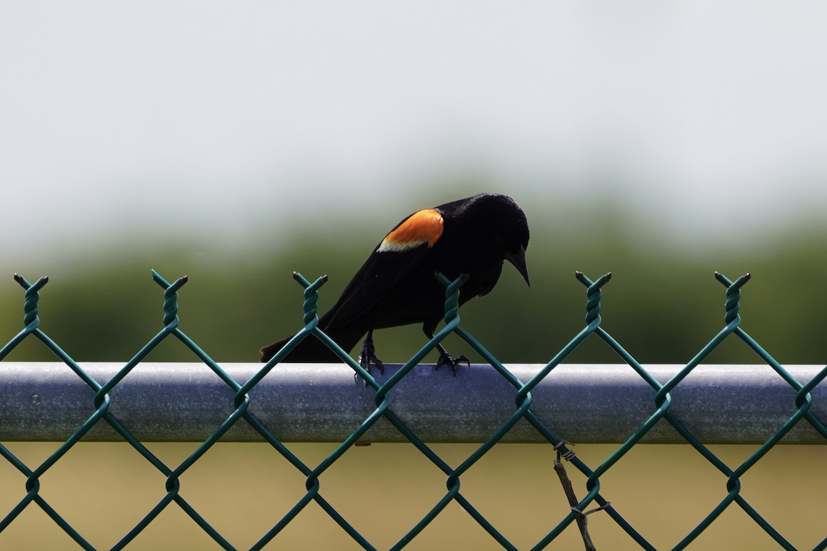 Red-winged Blackbird - Greg Hertler