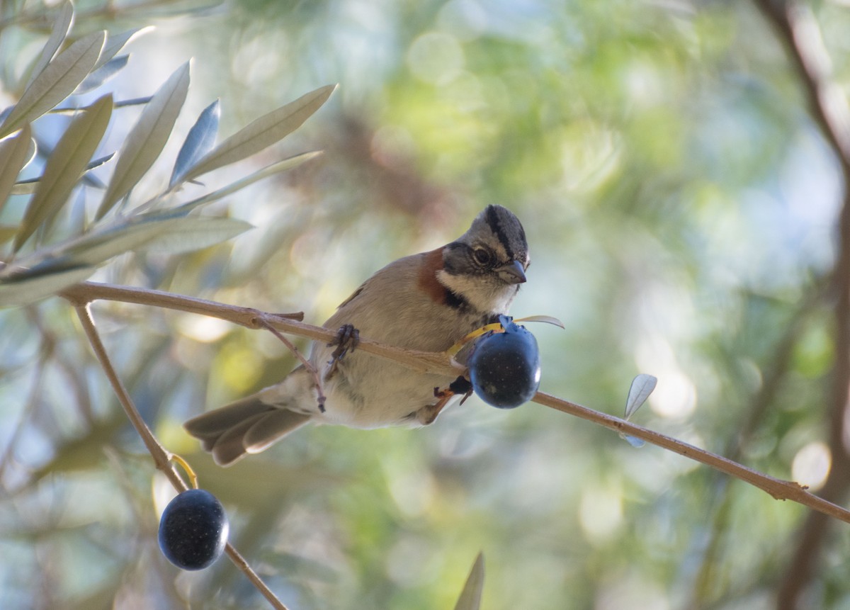 Rufous-collared Sparrow (Rufous-collared) - ML350781721