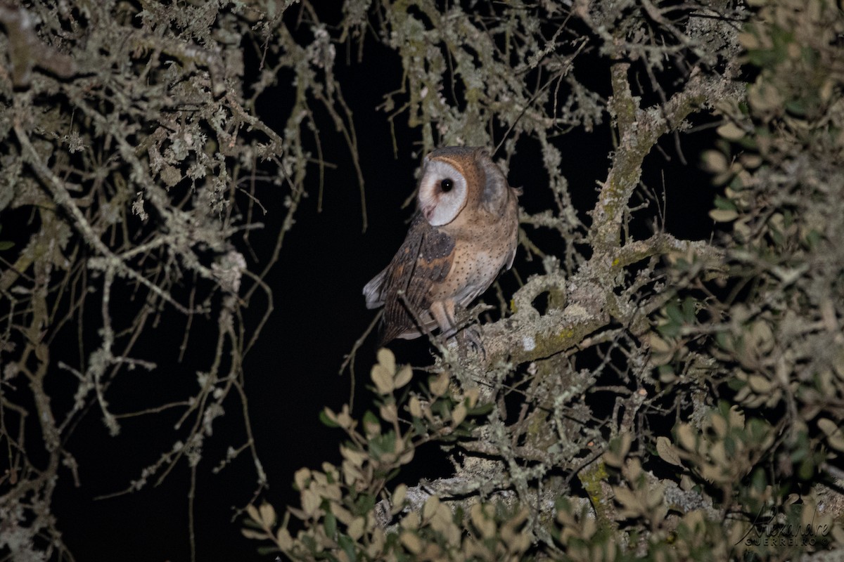 Barn Owl - Alexandre Guerreiro
