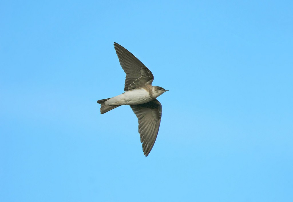 Brown-chested Martin (fusca) - Jeremiah Trimble
