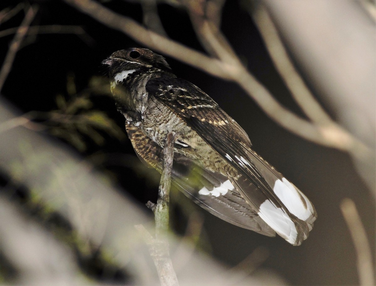 Large-tailed Nightjar - Greg Roberts
