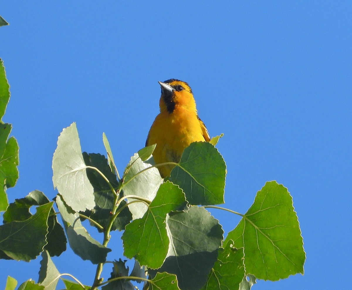 Bullock's Oriole - Pair of Wing-Nuts