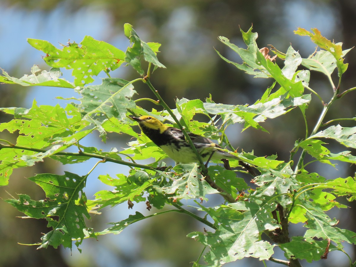 Black-throated Green Warbler - ML350804871