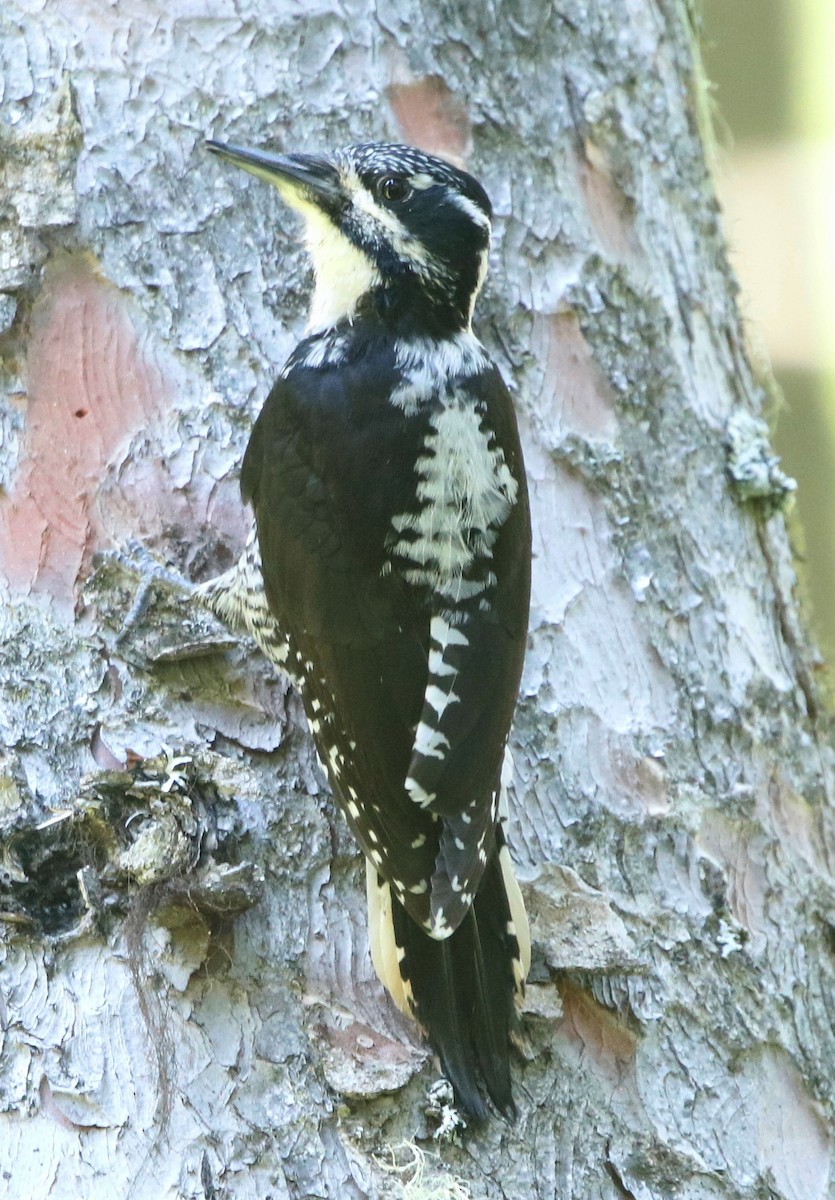 American Three-toed Woodpecker - Mark  Ludwick