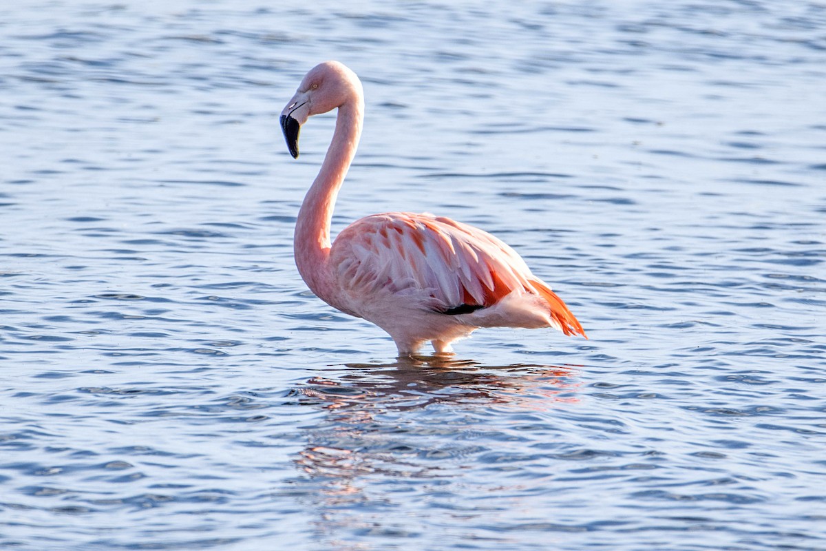 Chilean Flamingo - Tamara Catalán Bermudez