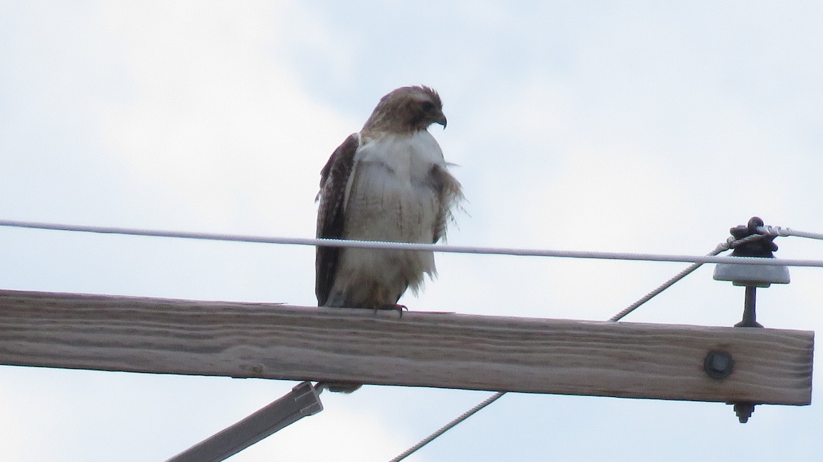 Red-tailed Hawk (Krider's) - Curtis Mahon