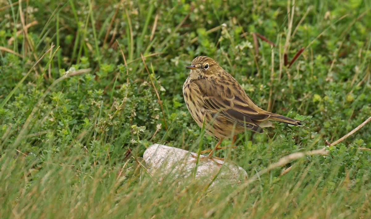 Meadow Pipit - ML35081941