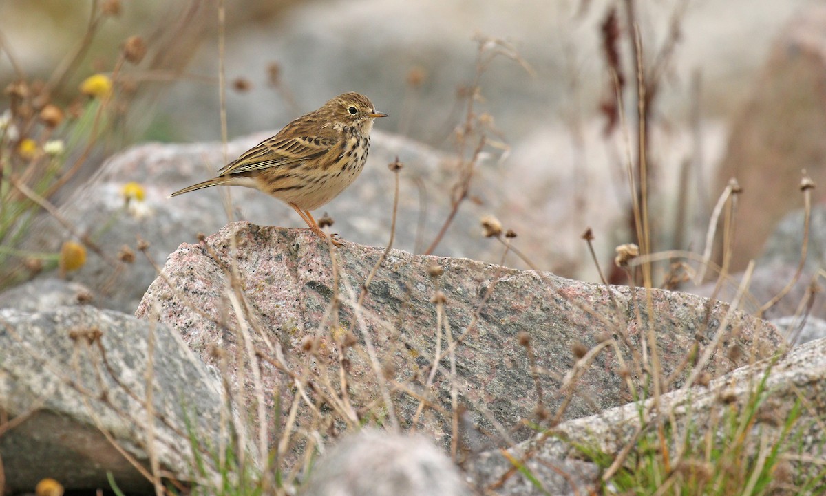 Meadow Pipit - ML35081981