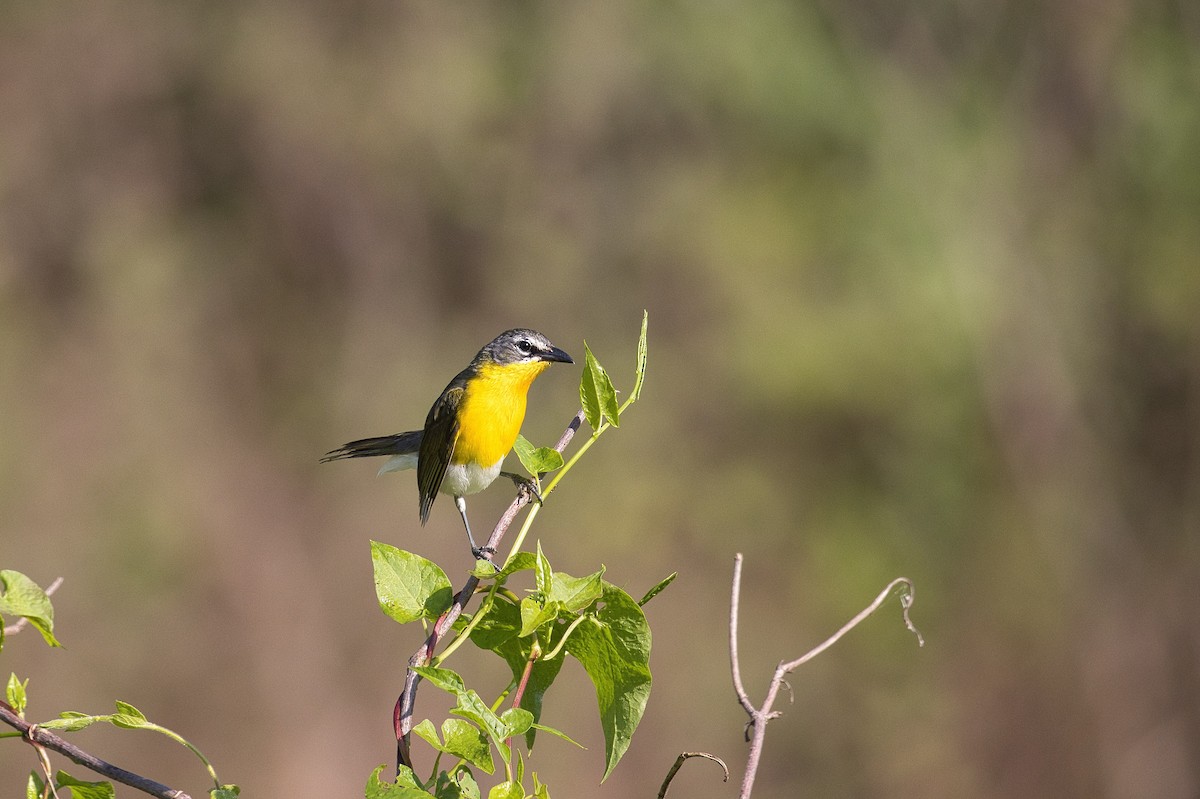 Yellow-breasted Chat - ML350820081