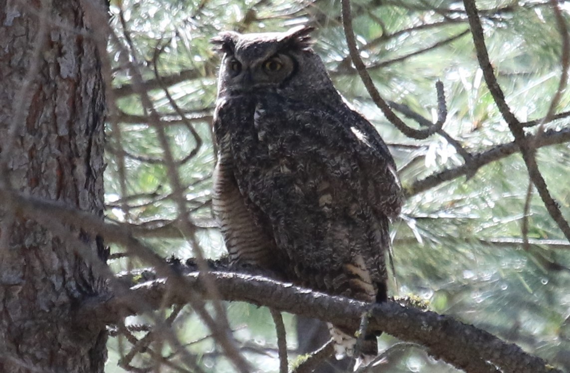 Great Horned Owl - ML350821691