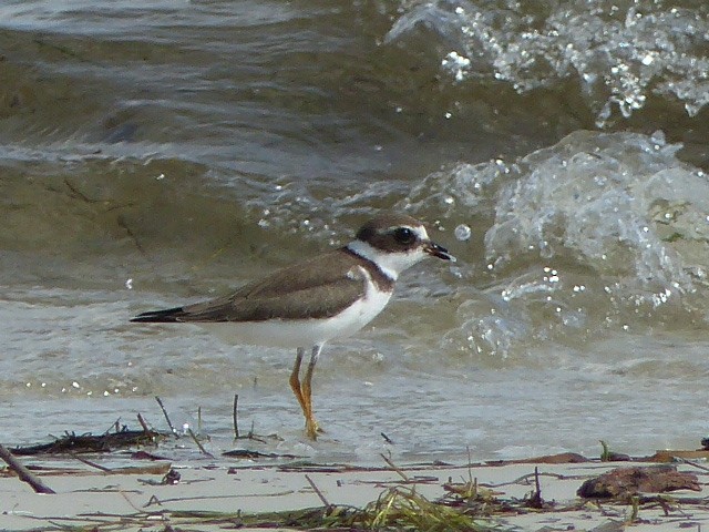 Semipalmated Plover - ML35082401