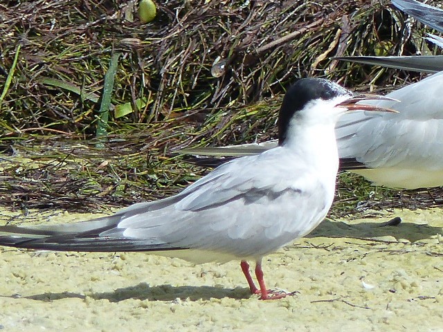 Common Tern - ML35082441