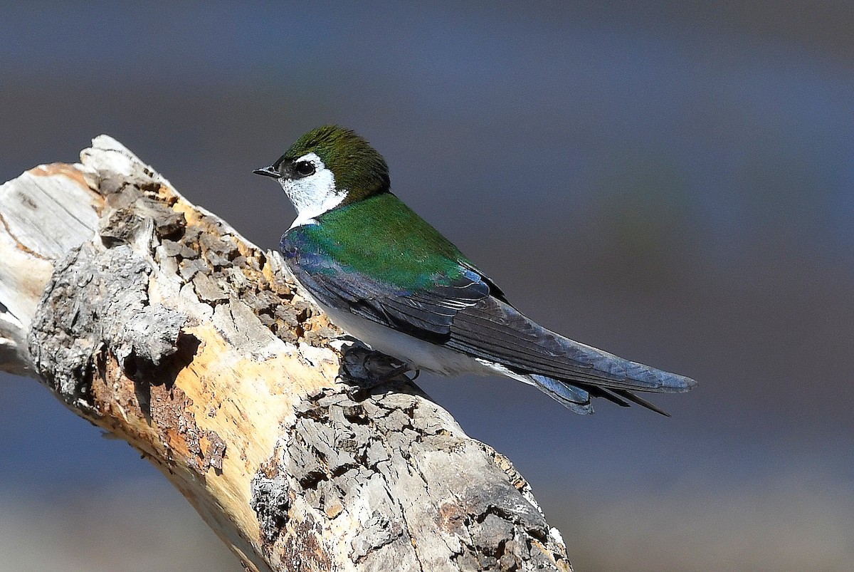 Violet-green Swallow - Bill Asteriades