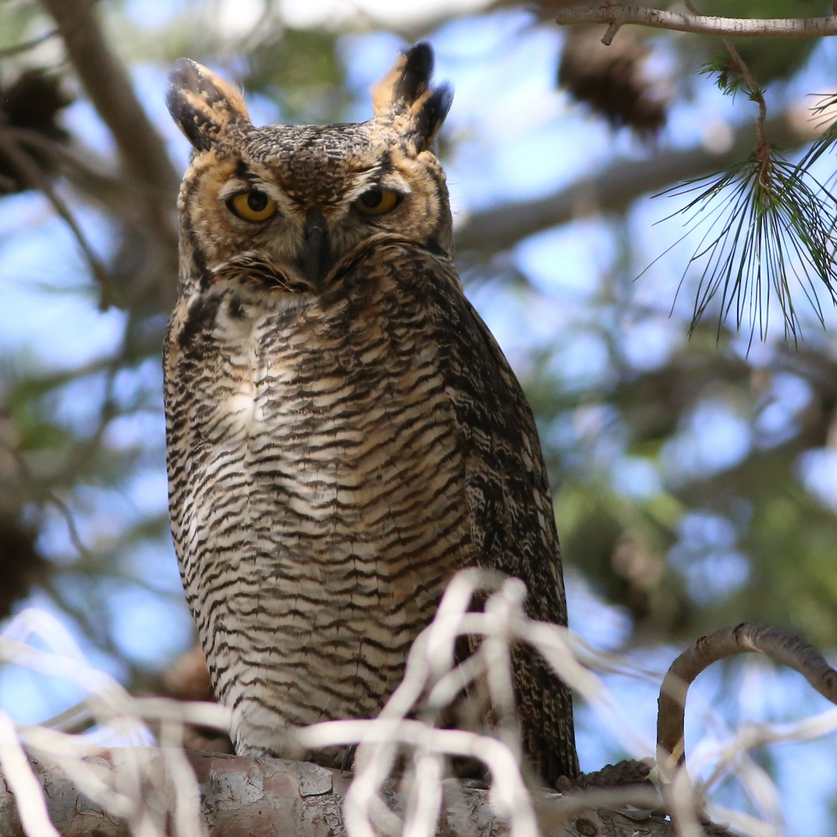 Great Horned Owl - ML35082721