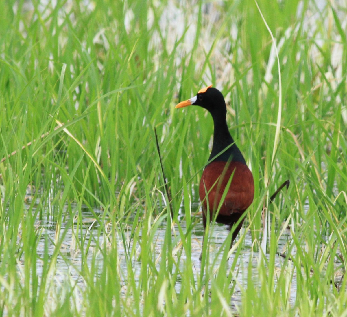 Northern Jacana - Georges Duriaux