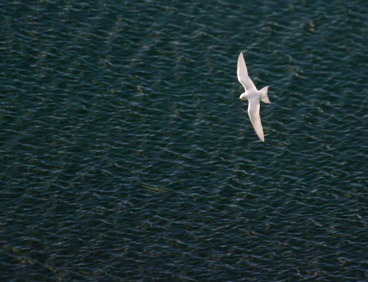 White Tern - ML350837801