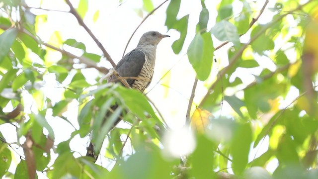 Oriental Cuckoo - ML350839921