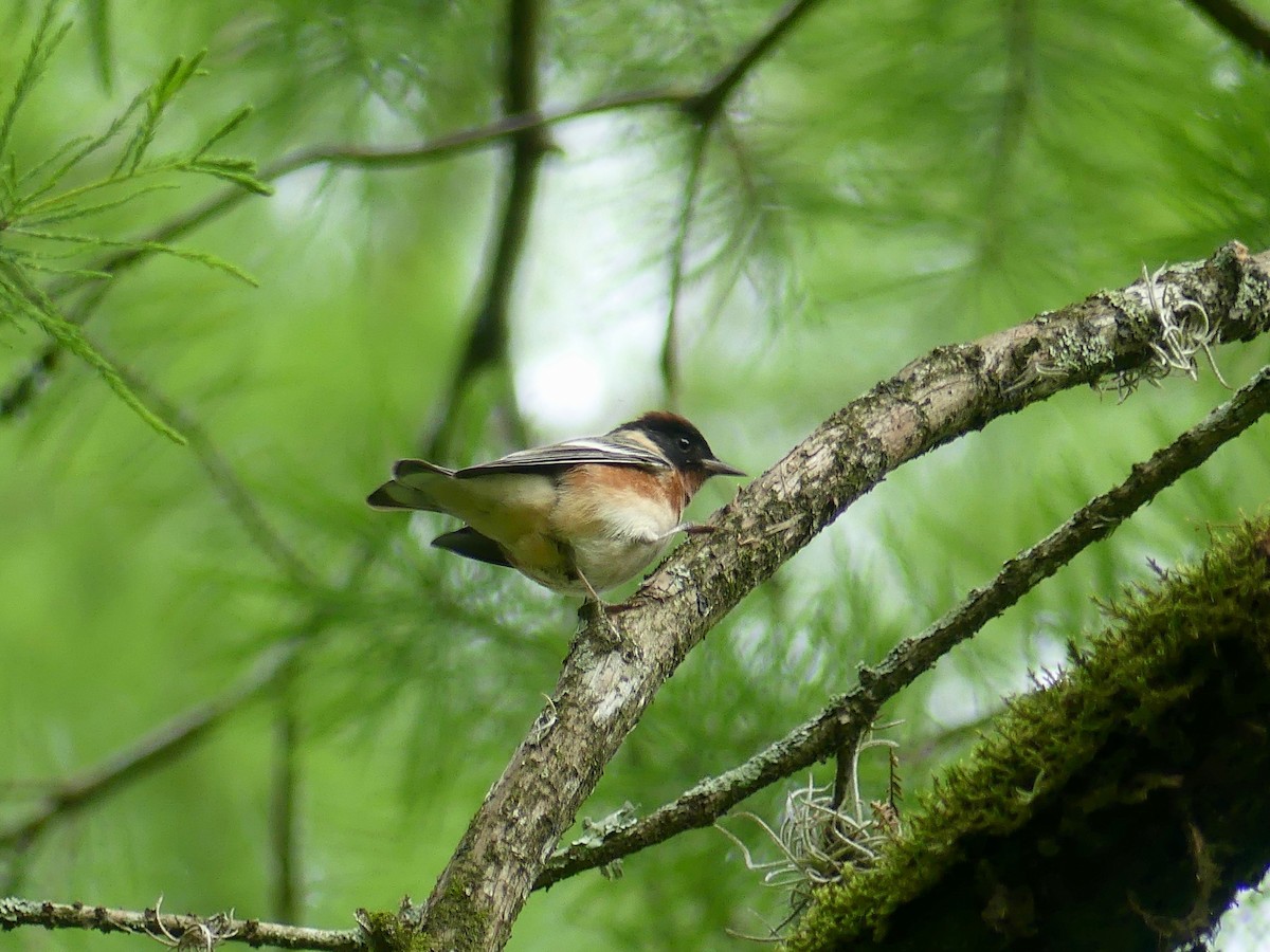 Bay-breasted Warbler - ML350845111